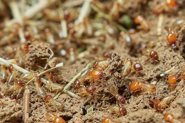Vente immobilière : l&rsquo;importance du diagnostic termites