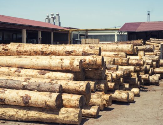 Sécurité et efficacité dans le débardage d’arbres : les bonnes pratiques