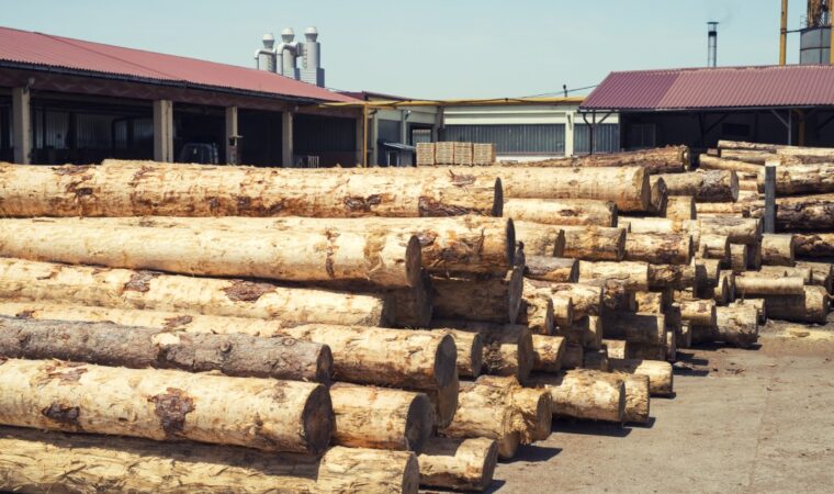 Sécurité et efficacité dans le débardage d’arbres : les bonnes pratiques