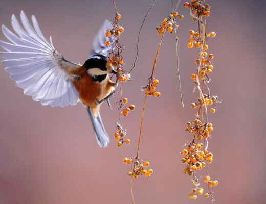 Astuces et techniques pour réussir vos photos animalières