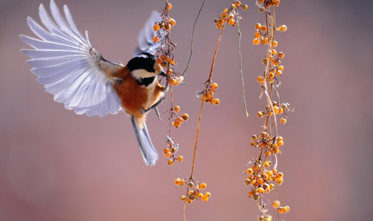 Astuces et techniques pour réussir vos photos animalières