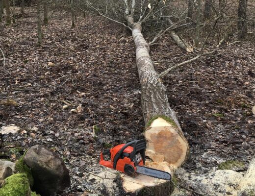 Abattage d’arbres sécurisé et écologique : respect des règlements et protection environnementale
