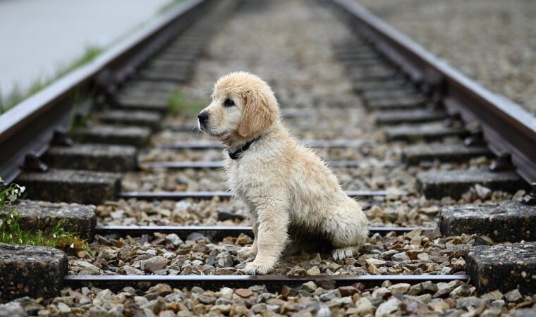Gravier stabilisé carrossable : quelle épaisseur prévoir ?
