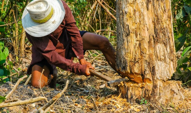 Abattage d’arbre en zone urbaine : bonnes pratiques