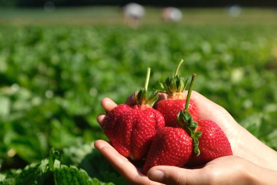Comment optimiser la fraîcheur fruits-légumes grâce à une logistique maîtrisée ?