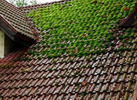 Démoussage toiture : fréquence idéale selon type de tuiles