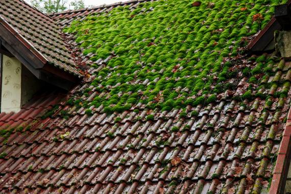 Démoussage toiture : fréquence idéale selon type de tuiles