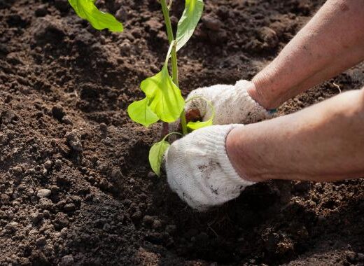 Comment réussir la plantation d’un massif durable et fleuri ?