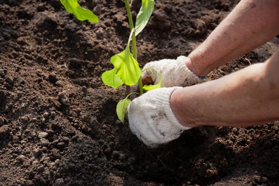 Comment réussir la plantation d’un massif durable et fleuri ?