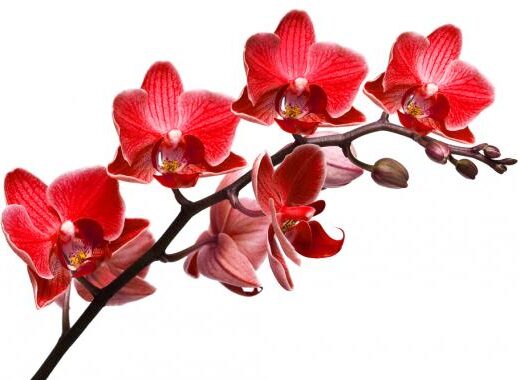 Fleur tropicale : comment créer un massif coloré toute l’année ?
