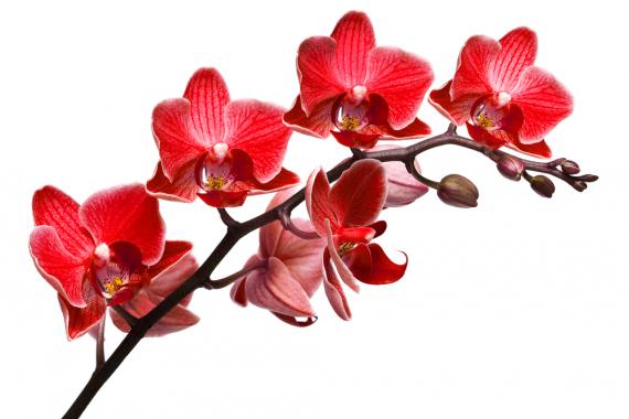 Fleur tropicale : comment créer un massif coloré toute l’année ?