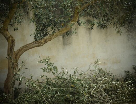 Comment préparer un arbre avant une taille importante ?