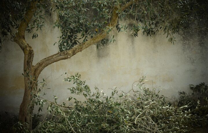 Comment préparer un arbre avant une taille importante ?
